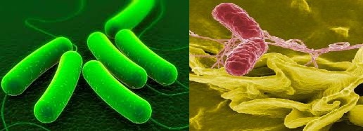 E. coli and Salmonella – the most causative food borne pathogens