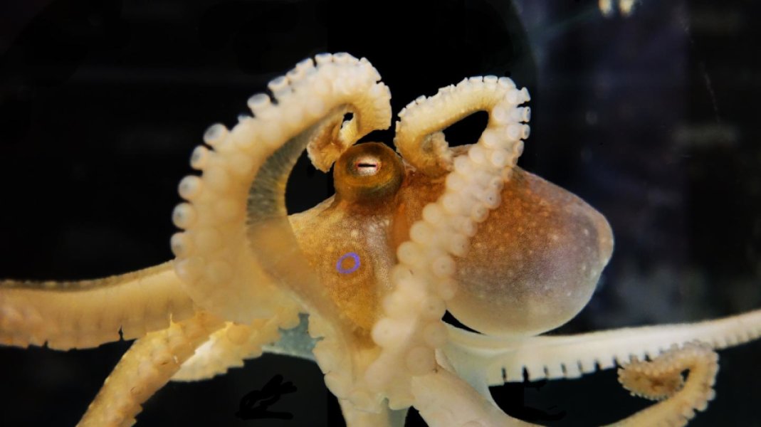 The Californian two-spot octopus is immediately recognizable from the blue spots on either side of its head. (Credit: Judit Pungor)