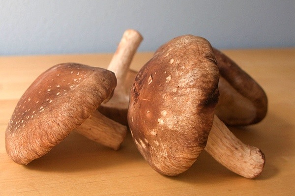 Shiitake- Medicinal Mushroom
