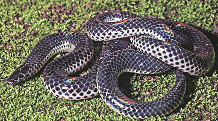 The new snake has been named as Khaireâ€™s Black Shieldtail after Neelimkumar Khaire Credit: dnaindia.com