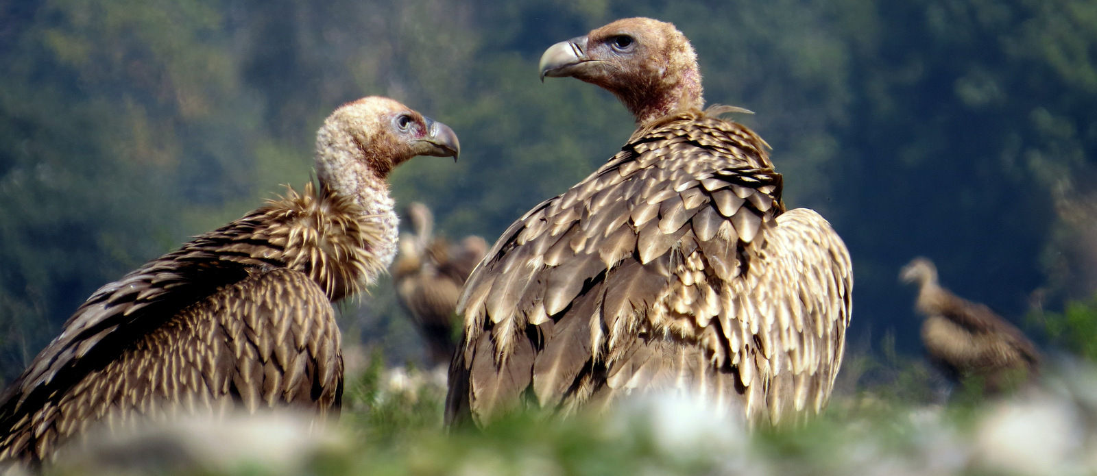 Losses of vultures can allow other scavengers to flourish.