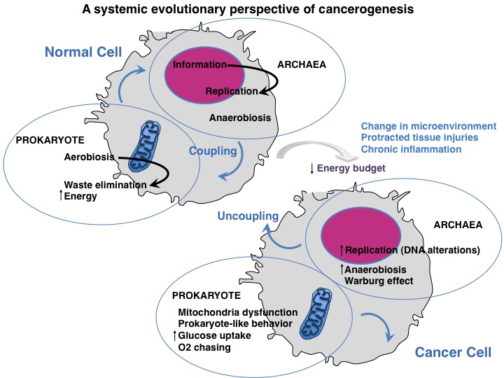 According to the proposed theory, in the eukaryotic cell under normal  conditions the two ancestral symbiotic subsystems. Credit: Antonio Mazzocca