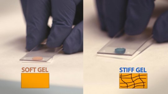 Compared to other types of hydrogels being developed (left), a new hydrogel (right). Credit: American Chemical Society