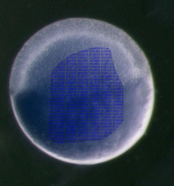 Zebrafish embryo superimposed with a 'Rosetta Stone' that reads. Credit: Antonio Giraldez