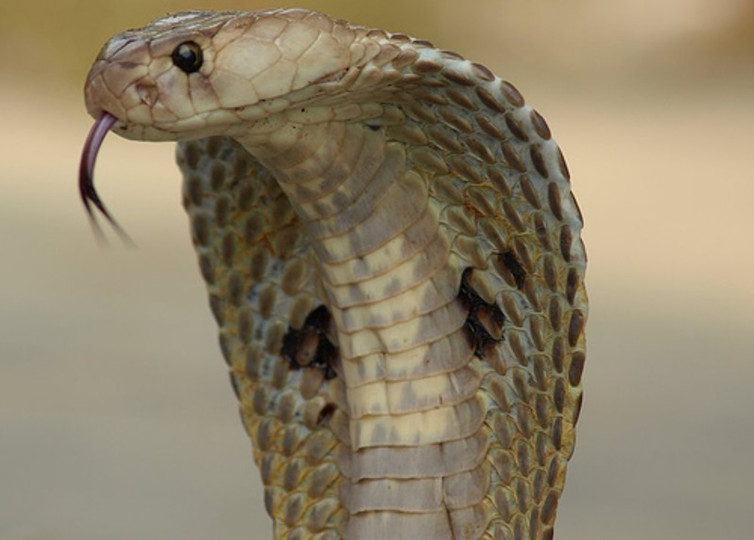 The spectacled cobra - one of the Big Four.  Kamalnv/wikimedia, CC BY-SA