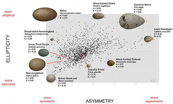 Average egg shapes for each of 1400 species (black dots), illustrating variation in asymmetry and ellipticity. (Image courtesy of L. Mahadevan/Museum of Vertebrate Zoology, Berkeley)