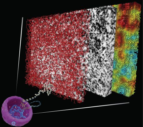 A new technique enables 3D visualization of chromatin  structure and organization within a cell nucleus (purple, bottom left) by painting the chromatin with a metal cast and imaging it with electron microscopy (EM). Credit: Salk Institute