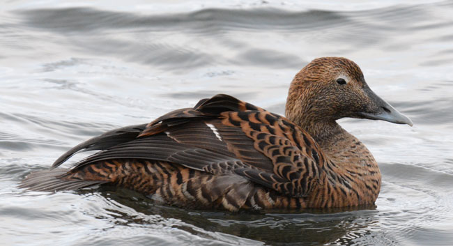 This female common eider, Somateria mollissima, was photographed by Ismael Galvan in Northern Iceland.
