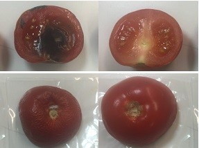 Control tomatoes (left) rotted after six days while those wrapped in a new clay-based film (right) stayed fresh. Credit: Hayriye Ãœnal