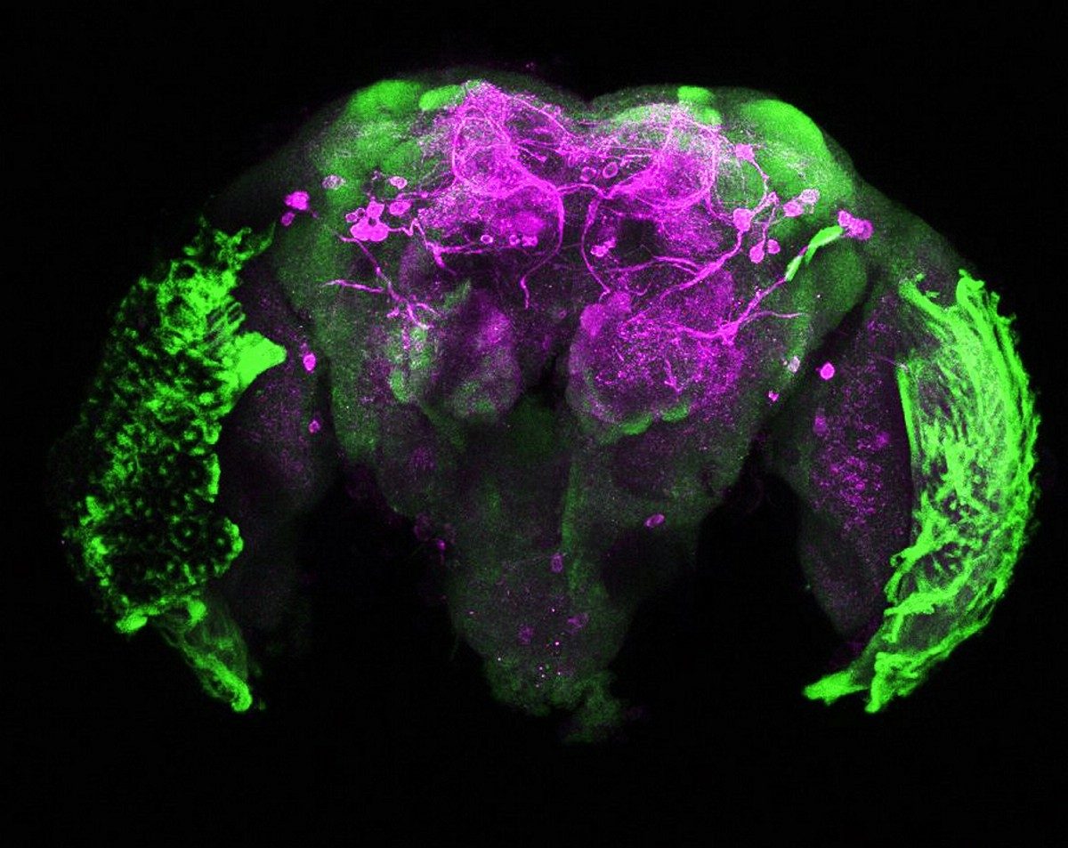 This picture shows a mosquito brain, highlighting the presence of dopamine in regions involved in the sense of smell.  Photo courtesy of Gabriella Wolff.