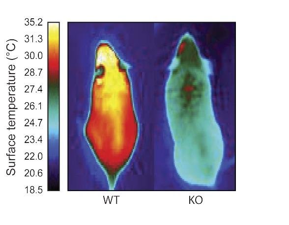 Infrared images indicate the much warmer temperatures of a normal mouse (left) compared to a mouse unable to make ERR gamma (right). Credit: Salk Institute