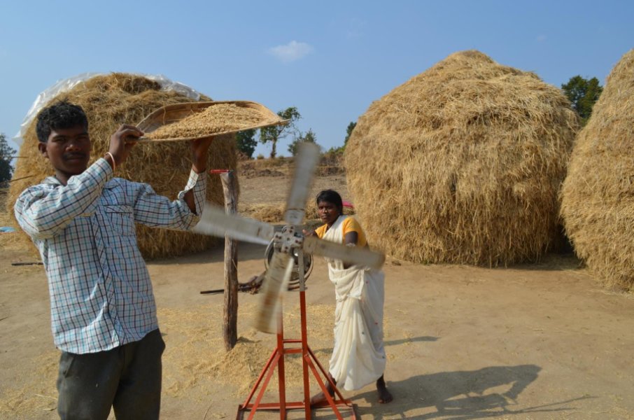 Rice farmers in India. Credit: Kevin Krajick