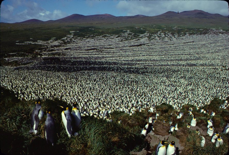 ÃŽle aux Cochons king penguin colony in 1982. Credit: Â© Henry Weimerskirch