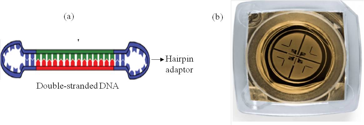 Figure 1 (a) SMRT bell (Source- Ardui et al., 2018), (b) A single SMRT cell. (Source-http://www.pacb.com/company/newsevents
