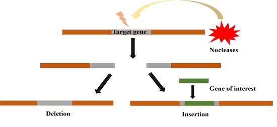 Fig1. Principle behind the genome editing Credit: Dr Sandhya Sharma