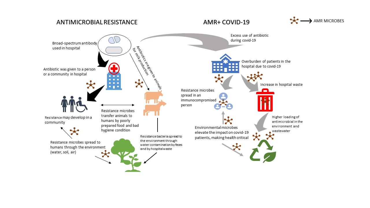 Fig. 1 COVID-19 consequence on AMR