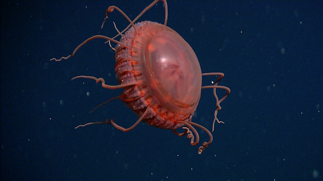 MBARI researchers recently described Atolla reynoldsi, a large new species of deep-sea crown jelly with distinctive thorny projections around the margin of its bell. Image: © 2006 MBARI