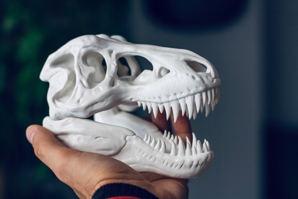 3D Printed Tyrannosaurus Rex Skull (Photo by Osman Talha Dikyar on Unsplash)