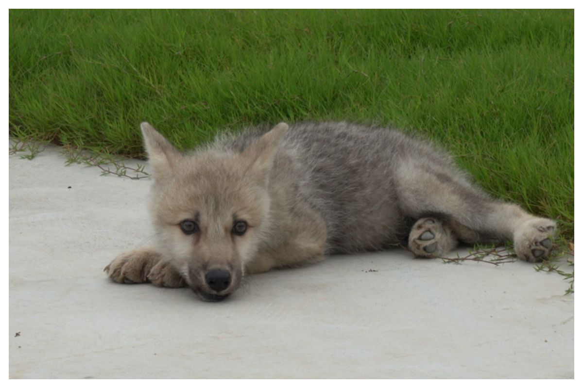 The world's first cloned wild arctic wolf - Maya . Photo: Courtesy of Sinogene Biotechnology Co