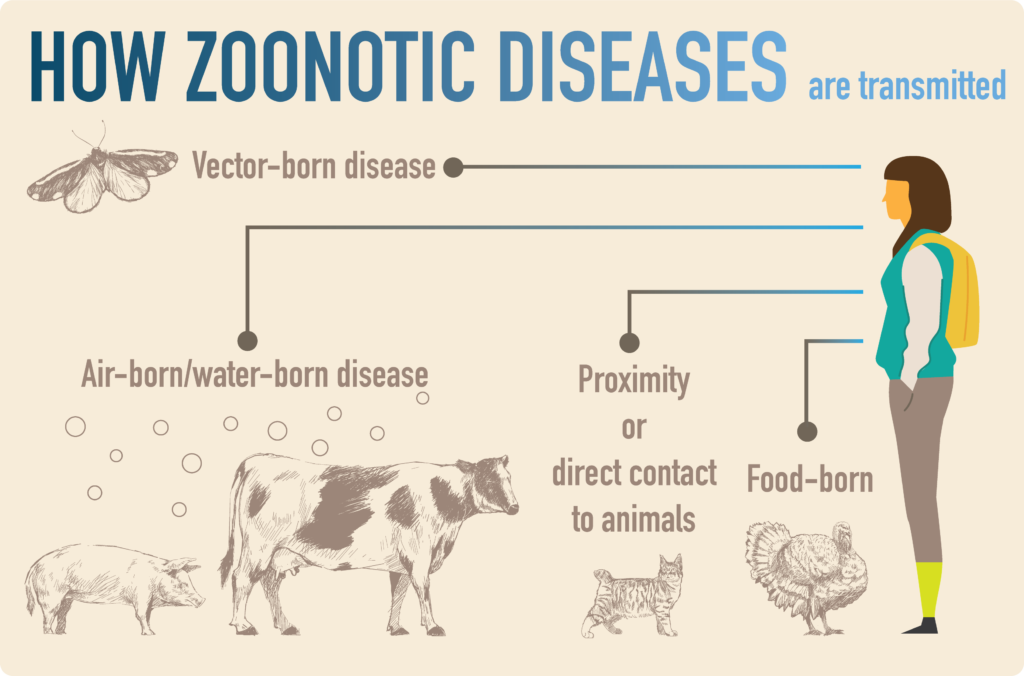 Zoonotic diseases and their mechanisms of transmission (figure made by Ichiko Sugiyama; information from the London School of Hygiene and Tropical Medicine (2017); Thornton, 2017).