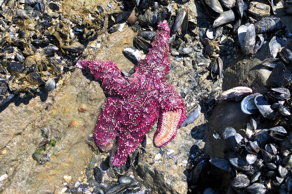 A dead sea star in West Vancouver, British Columbia. Credit: Christopher Harley/University of British Columbia