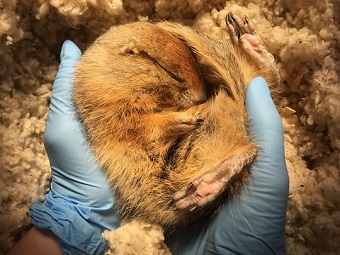 A researcher at the University of Alaska Fairbanks holds a hibernating Arctic ground squirrel. Credit: Carla Frare