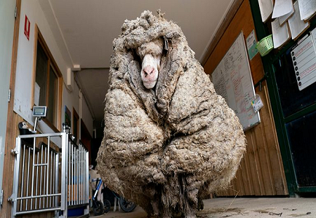 Nicknamed Baarack, the rescued sheep had a densely matted coat that grew unchecked for years. (Image credit: Courtesy of Edgar's Mission)