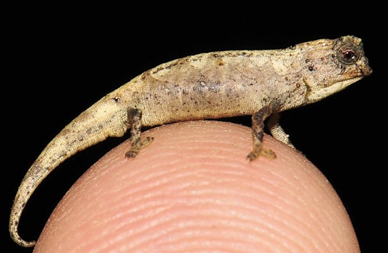 This chameleon, found in northern Madagascar, is tiny enough to comfortably fit on the tip of a finger. Credit: F. Glaw et al. 2021