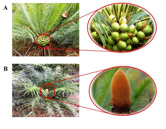 Cycasbeddomei–efloraof india, A:Cycasbeddomei female plant with female cone and B:Cycasbeddomei male plant with male cone. Credit: Kundansing R. Jadhao