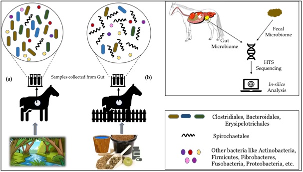 Difference in the gut microbiome of (a) wild and (b) domesticated horses. (Left part of the figure recreated by author using images from creative common sources and using information from Kauter et al., 2019).