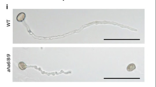 Microscopic photo of a normal pollentube and a pollentube with essential growth-genes turned off. The black line is a scale for 0.1 mm. Credit: University Of Copenhagen