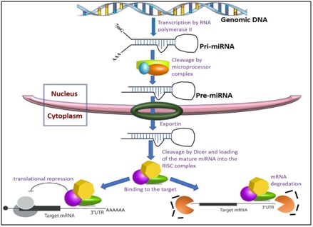Figure 1. RNAi pathway (Adapted from Rosa et al., 2009).