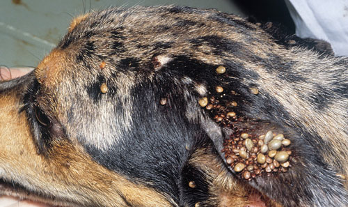 Brown dog ticks, Rhipicephalus sanguineus Latreille, on dog. Photograph by Jerry Butler, University of Florida.