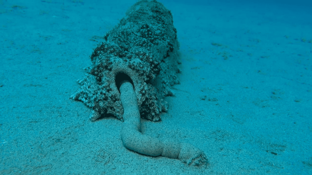 Giant sea cucumber (Thelenota anax) (Image: © Southern Islander Dive Tours)