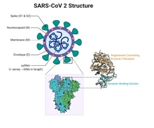 Structure of SARS- CoV 2 