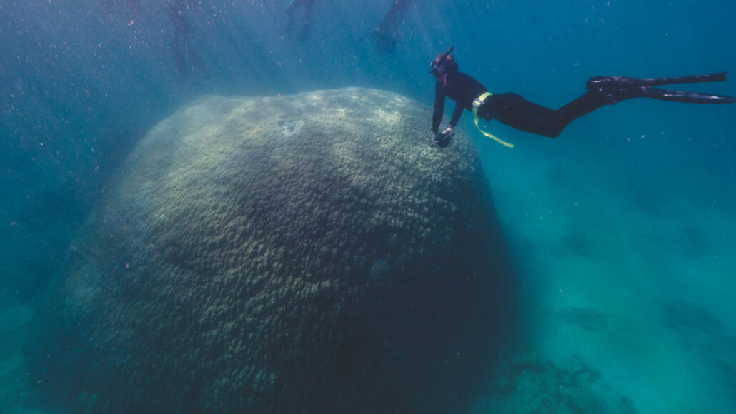 Researchers swim over the 10.4-meter-wide “Muga dhambi,” the widest known coral in the Great Barrier Reef.  WOODY SPARK