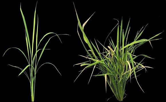The rice plant to the left has a natural level of LITTLE NINJA, while the plant to the right has an increased level. (Credit: Stephan Wenkel)