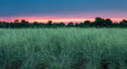 Photo of wheatgrass by Kernza Perennial grain, Kernza.org/Landinstitute.org